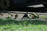PRB0053 Myiopsitta monachus, Quiscalus mexicanus y Passer domesticus.jpg