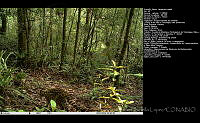 FJBL0076 Leopardus wiedii.jpg