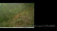 FJBL0139 Panthera onca.jpg