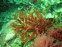 RRR080 Sarcodiotheca agardhichaudii.jpg