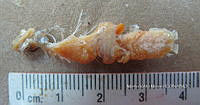 HE009 P 1546 Pez león asiático.JPG