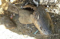 RE006 0004 Totoaba.tif
