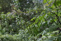 IMDOC4026 Cleoserrata speciosa.jpg