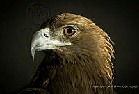MASM07445 Aquila chrysaetos.jpg