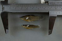 NE002 0248 Poecilia sphenops.NEF