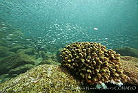CNS1085 Pocillopora elegans.jpg