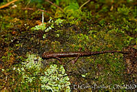 EGP0271 Chiropterotriton cieloensis.jpg