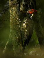 GR02 Campephilus guatemalensis.jpg