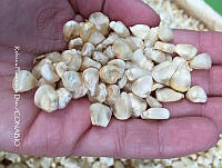 ZG014 0253 Zea mays.jpg