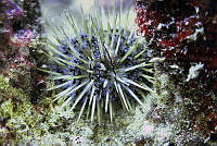 SMM002 Lytechinus williamsi.jpg