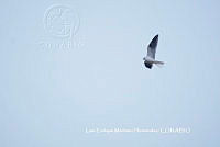 LEMH049 Elanus leucurus.JPG