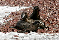 CNS1070 Zalophus californianus.jpg