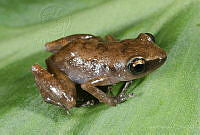 VHL0482 Eleutherodactylus pallidus.jpg