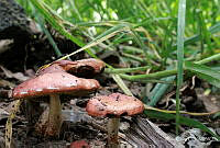 OC001 Leratiomyces ceres.jpg