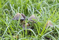 MASM07310 Basidiomycota.jpg