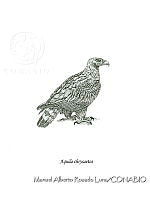MARL0054 Aquila chrysaetos.jpg
