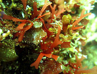 RRR129 Sarcodiotheca dichotoma.jpg