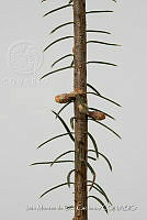 IMDOC 4813 Abies religiosa.jpg