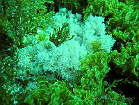 RYP0254 Corallina vancouveriensis y Zonaria farlowii.jpg