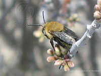 00G0018 Centris nitida.jpg