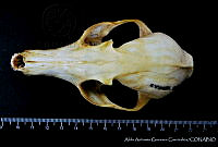 AAGC0216 Vulpes macrotis.jpg