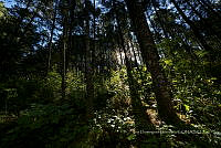 IDG1773 Bosque de pinos.jpg