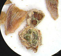 SL3431 Clethra hartwegii.jpg