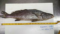 RE006 0043 Totoaba.tif