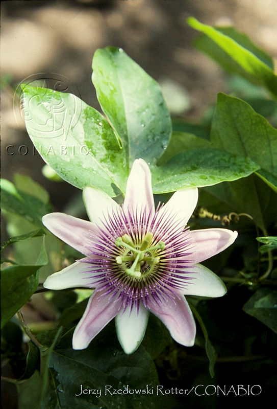 1671%20Passiflora%20caerulea.jpg.nyf8m H0MX8D55thQA3g0JtbmFja29CbnFuZ3NAbXJ6LGtwZwA.N tOkckcOv