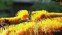 LCF0324 Grevillea robusta.jpg