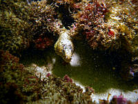 RALP0042 Muraena lentiginosa.jpg