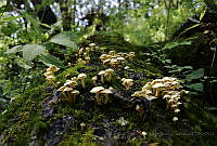 TFC01 Agaricales.jpg