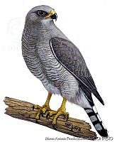 MAPM0009 Buteo plagiatus.jpg