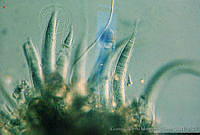 UNAMGAMZ-36 Homoeothrix sp..jpg
