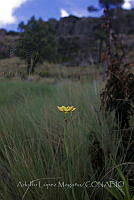 ALM123 Sisyrinchium quadrangulatum.jpg