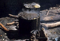 EHX0340 Zea mays.JPG