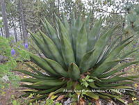 AJGM0043 Agave atrovirens.JPG