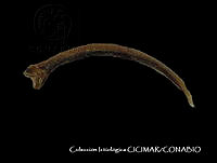 CICIMAR0501 Stomias atriventer.jpg
