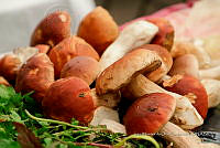 IMDOC Hong 0104 Boletus edulis.jpg