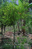 SG019 0162 Citrus sinensis.jpg