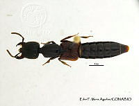 EFM0094 Thyreocephalus halffteri.JPG