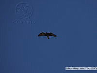 JAH009 Aquila chrysaetos.tif
