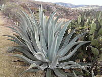 RG001 0161 Agave applanata.jpg