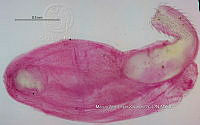 NE002 0103 Arhythmorhynchus brevis.jpg