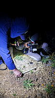 WI005 0077 Tliltocatl schroederi.jpg