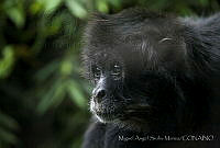 MASM06303 Ateles geoffroyi.jpg