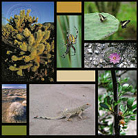 Matorral 5 copy.JPG