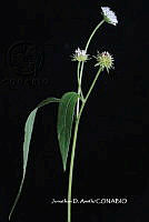 ME010 JA 00245 Melanthera nivea (L.) Small, 1903.JPG