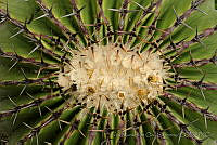 IMDOC0966 Cactaceae.jpg