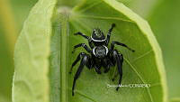 SM0002 Paraphidippus aurantius.jpg